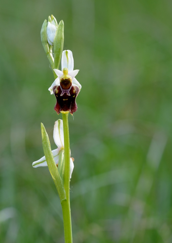 O.holoserica